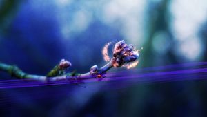 Preview wallpaper branch, ladybug, magic, light, shadow