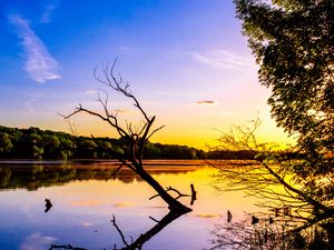 Preview wallpaper branch, lake, reflection, dusk