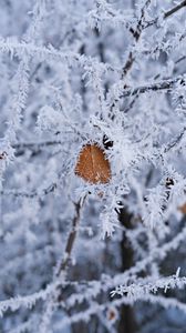 Preview wallpaper branch, leaf, frost, macro, winter