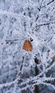 Preview wallpaper branch, leaf, frost, macro, winter