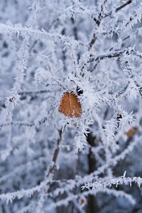 Preview wallpaper branch, leaf, frost, macro, winter