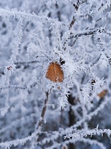 Preview wallpaper branch, leaf, frost, macro, winter