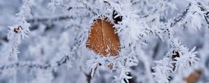 Preview wallpaper branch, leaf, frost, macro, winter