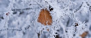 Preview wallpaper branch, leaf, frost, macro, winter