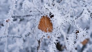 Preview wallpaper branch, leaf, frost, macro, winter