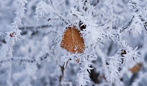 Preview wallpaper branch, leaf, frost, macro, winter