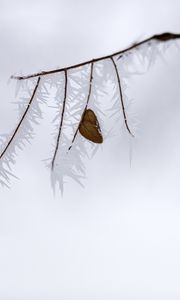 Preview wallpaper branch, leaf, frost, ice, winter