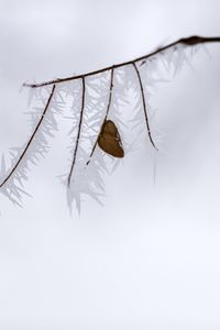 Preview wallpaper branch, leaf, frost, ice, winter