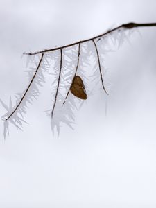 Preview wallpaper branch, leaf, frost, ice, winter