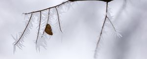 Preview wallpaper branch, leaf, frost, ice, winter