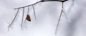 Preview wallpaper branch, leaf, frost, ice, winter