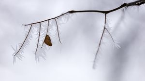 Preview wallpaper branch, leaf, frost, ice, winter