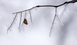 Preview wallpaper branch, leaf, frost, ice, winter