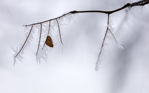 Preview wallpaper branch, leaf, frost, ice, winter