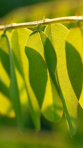 Preview wallpaper branch, leaf, light, shadow