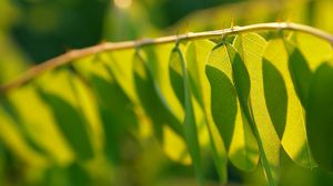 Preview wallpaper branch, leaf, light, shadow