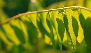 Preview wallpaper branch, leaf, light, shadow