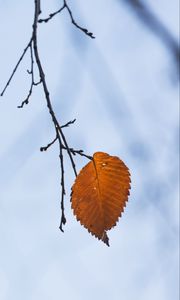 Preview wallpaper branch, leaf, macro, brown