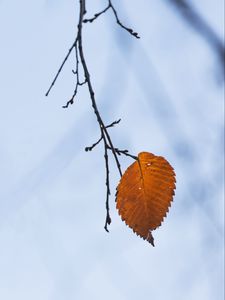 Preview wallpaper branch, leaf, macro, brown
