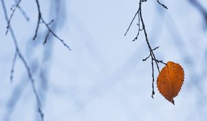 Preview wallpaper branch, leaf, macro, brown