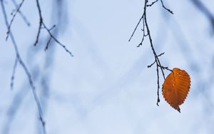 Preview wallpaper branch, leaf, macro, brown