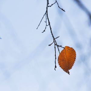 Preview wallpaper branch, leaf, macro, brown