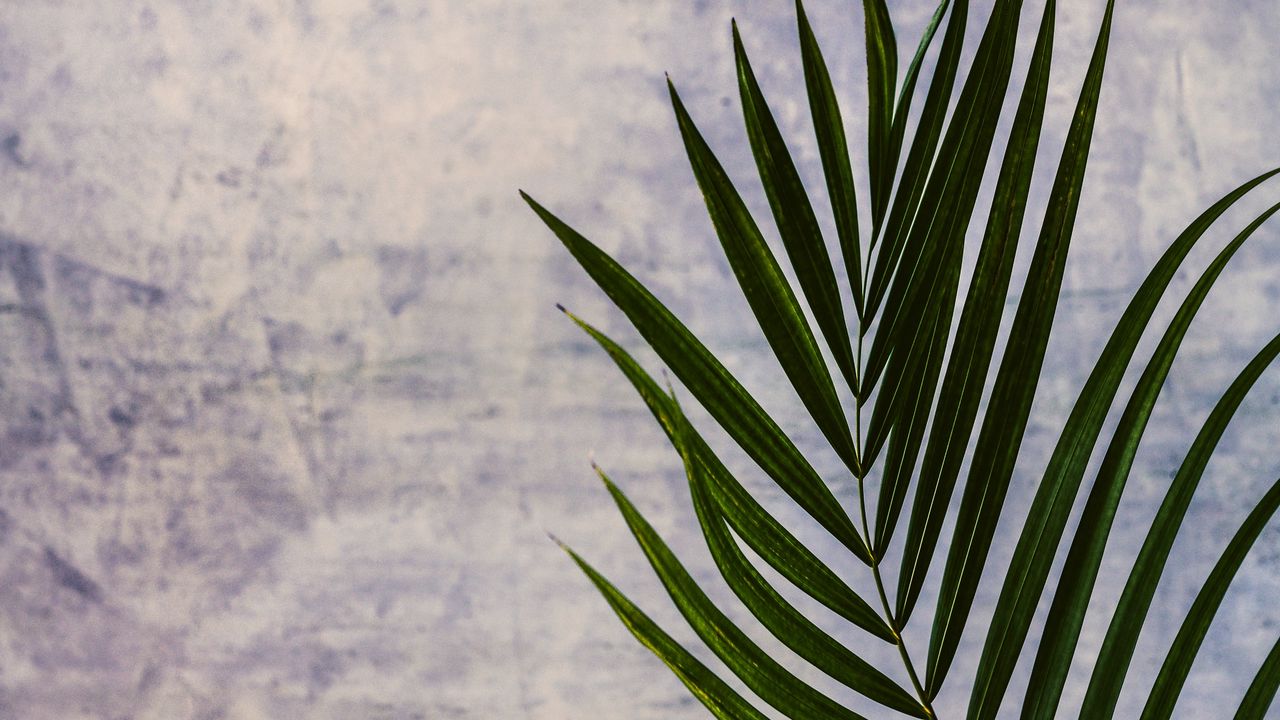 Wallpaper branch, leaf, palm tree, plant