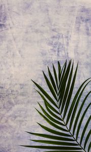 Preview wallpaper branch, leaf, palm tree, plant