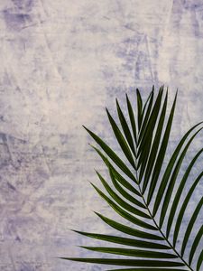 Preview wallpaper branch, leaf, palm tree, plant