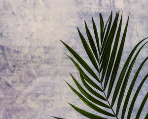 Preview wallpaper branch, leaf, palm tree, plant