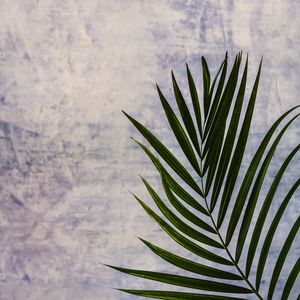 Preview wallpaper branch, leaf, palm tree, plant