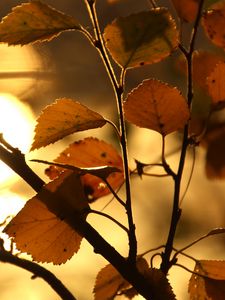 Preview wallpaper branch, leaf, sun, lens flare