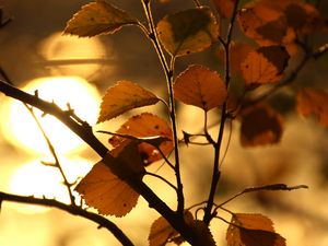 Preview wallpaper branch, leaf, sun, lens flare