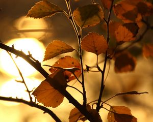 Preview wallpaper branch, leaf, sun, lens flare