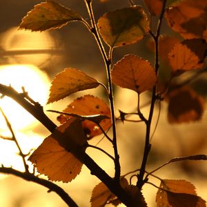 Preview wallpaper branch, leaf, sun, lens flare