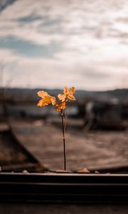 Preview wallpaper branch, leaves, autumn, blur