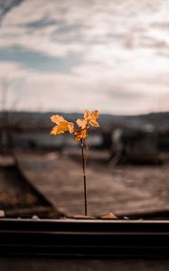 Preview wallpaper branch, leaves, autumn, blur