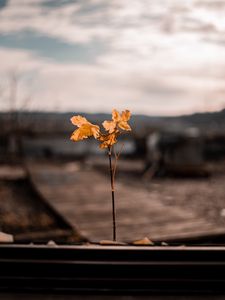 Preview wallpaper branch, leaves, autumn, blur