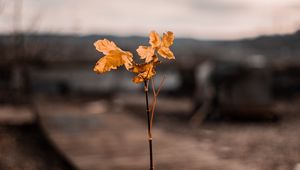 Preview wallpaper branch, leaves, autumn, blur
