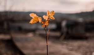 Preview wallpaper branch, leaves, autumn, blur