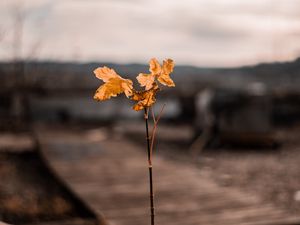 Preview wallpaper branch, leaves, autumn, blur