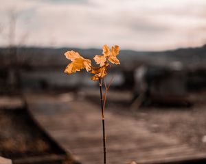 Preview wallpaper branch, leaves, autumn, blur