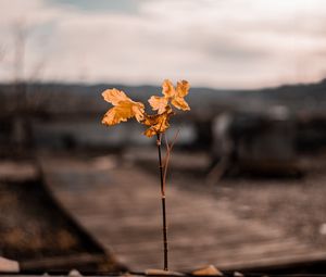 Preview wallpaper branch, leaves, autumn, blur