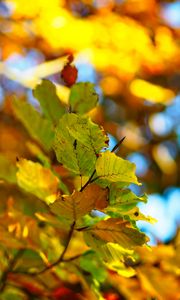 Preview wallpaper branch, leaves, autumn, blur, bokeh