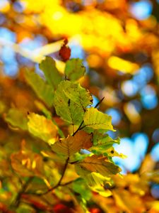 Preview wallpaper branch, leaves, autumn, blur, bokeh