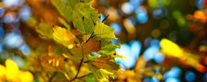 Preview wallpaper branch, leaves, autumn, blur, bokeh