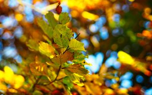 Preview wallpaper branch, leaves, autumn, blur, bokeh