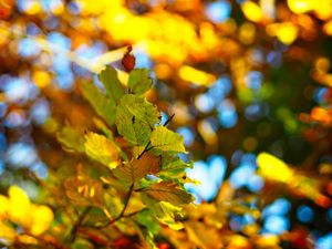 Preview wallpaper branch, leaves, autumn, blur, bokeh