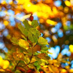 Preview wallpaper branch, leaves, autumn, blur, bokeh