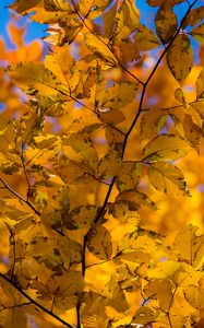 Preview wallpaper branch, leaves, autumn, yellow, dry